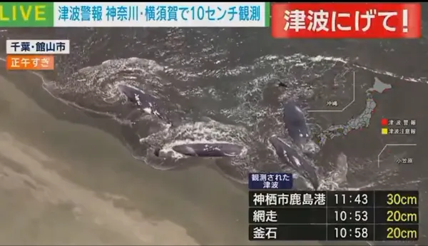 ▲▼鯨魚擱淺。（圖／翻攝自X）