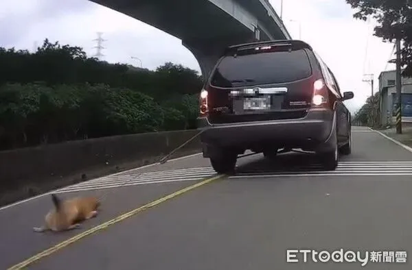 ▲▼民眾目擊黃狗在車子後方遭拖行哀嚎，飼主解釋家人將黃狗用繩子繫在車後，他疏忽沒發現，黃狗被送到動物醫院救治             。（圖／新北市動保處提供）