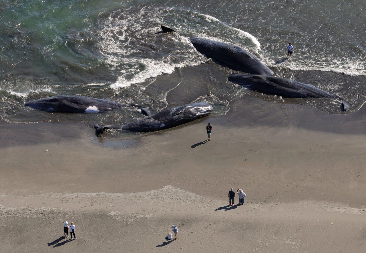 海底傳怪聲？首次4頭鯨魚擱淺瘋傳「地震前兆」　日本專家揭密