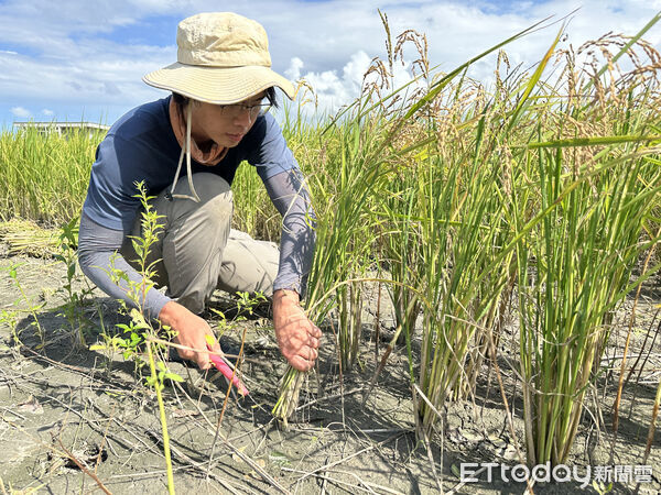 ▲▼      台灣稻米產業轉型       。（圖／記者林挺弘攝）