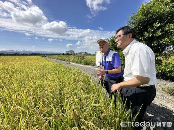▲▼      台灣稻米產業轉型       。（圖／記者林挺弘攝）