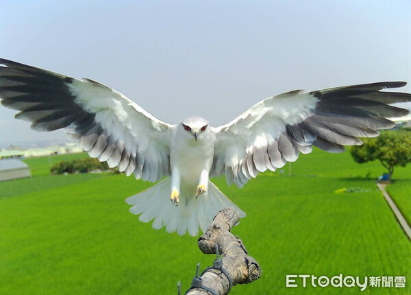 ▲▼      台灣稻米產業轉型       。（圖／記者林挺弘攝）