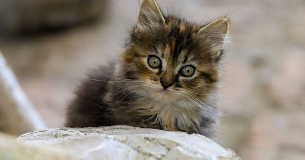 （示意圖／pixabay）