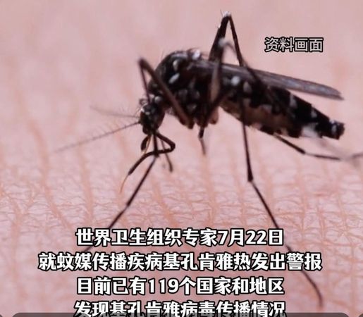 ▲▼  華麗巨蚊（益蟲）、與基孔肯雅熱疫情的伊蚊           。（圖／翻攝 百度）