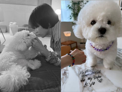 宋慧喬與愛犬同戴能量石　狗兒一臉萌可愛爆表