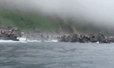 遇俄8.8強震土石崩落！數十隻海獅嚇到集體跳海...驚慌逃竄
