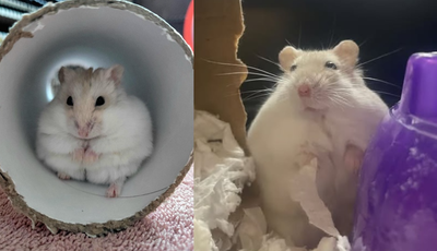 主人亂餵飼料「胖成阿嬤養的」　74克倉鼠收容所努力瘦身找新家