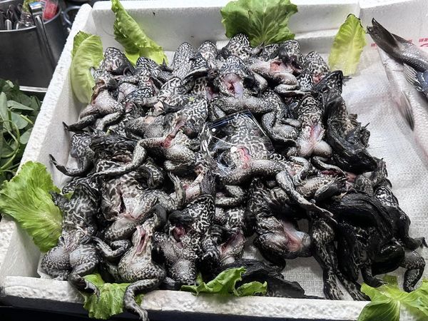 ▲▼蒜頭青蛙湯。（圖／部落客小虎食夢網授權提供）