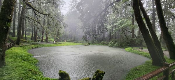 阿里山大雨。（圖／翻攝自Facebook／阿里山國家森林遊樂區）