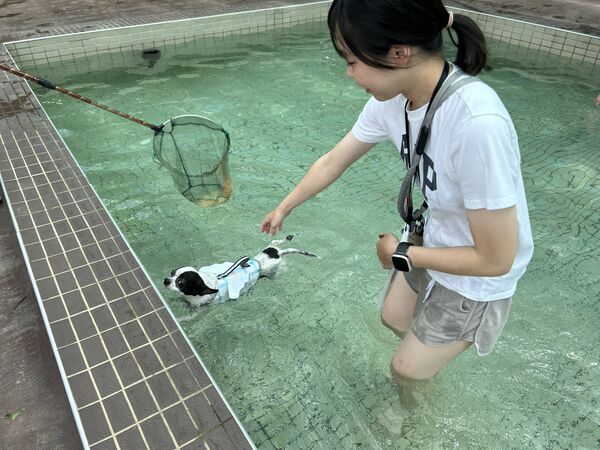 ▲南昌動物保護教育園區「公立寵物戲水池」8/1開放。（圖／桃園市動保處提供）