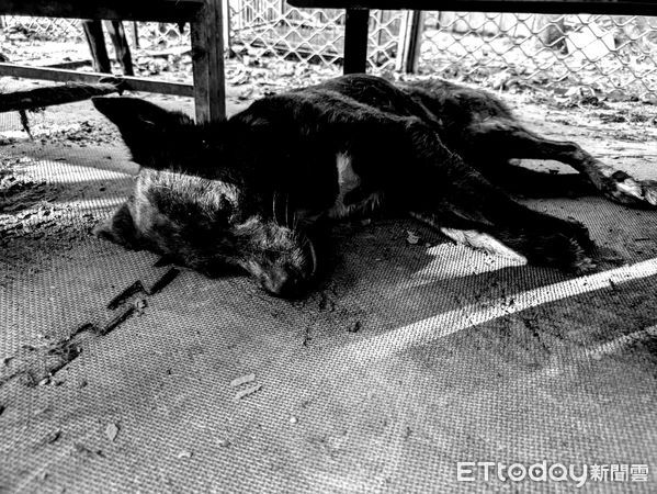▲▼霧峰山區驚傳有5隻狗狗被毒蛇咬中，其中有2隻不幸死亡。（黑皮狗狗山友善動物協會提供）