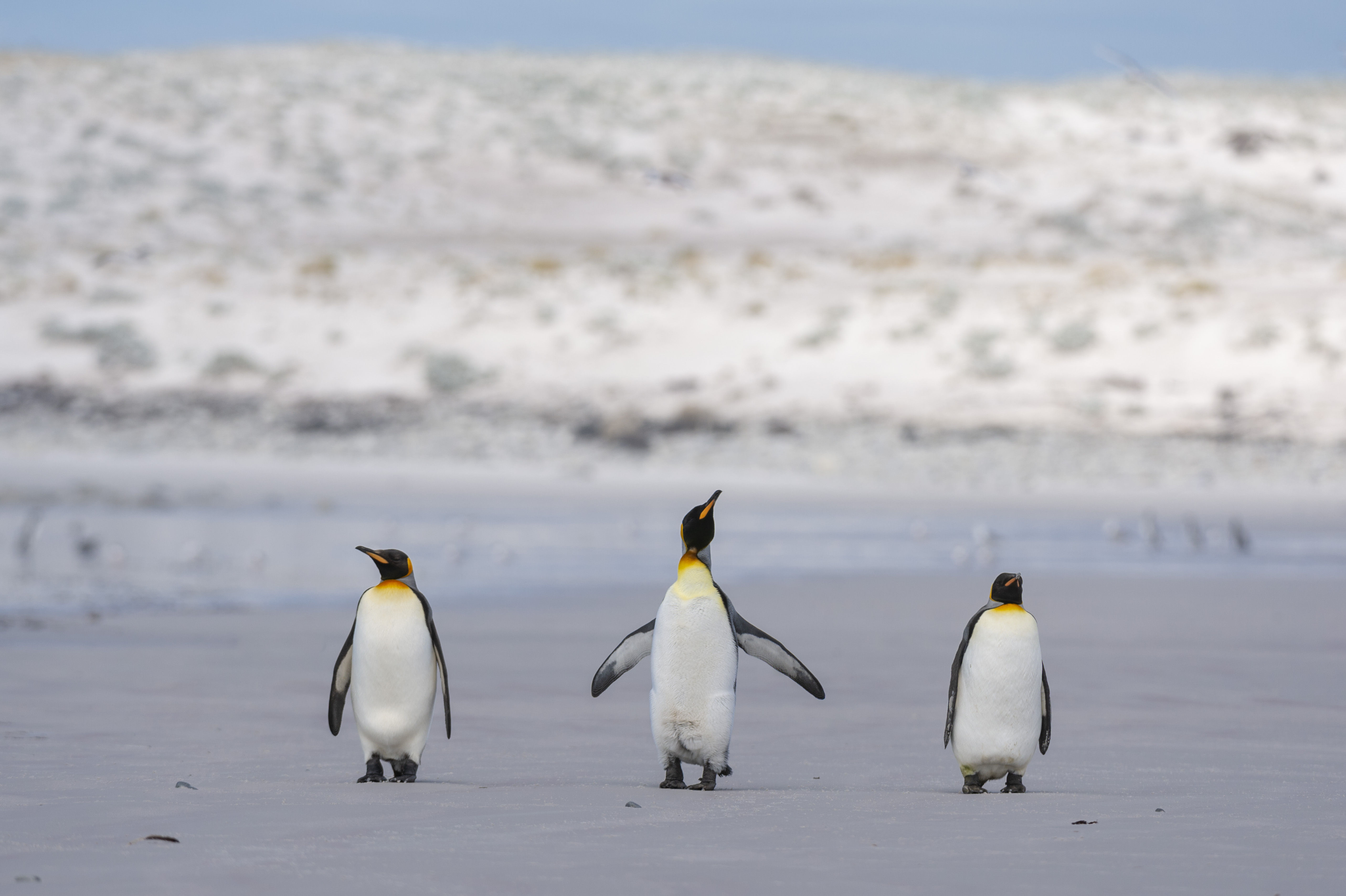 ▲▼南大西洋福克蘭群島（Falklands Islands）上的企鵝。（圖／達志影像／美聯社）