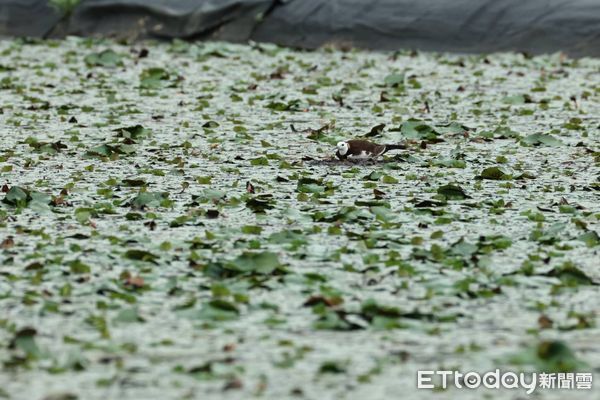 ▲台南官田區菱角田內，雛鳥仍在破碎水域中奮力覓食。（記者林東良翻攝，下同）