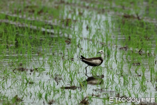 ▲台南官田區菱角田內，雛鳥仍在破碎水域中奮力覓食。（記者林東良翻攝，下同）