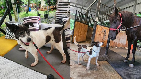 ▲黑白犬「蕾蕾」遇見馬家人。（圖／新北市動保處提供）