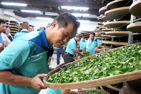 ▲新北製茶技術競賽揭曉 三峽青農周子耀勇奪特等獎。（圖／新北市農業局提供）