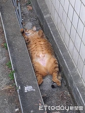 塞車救貓。（圖／王先生提供）