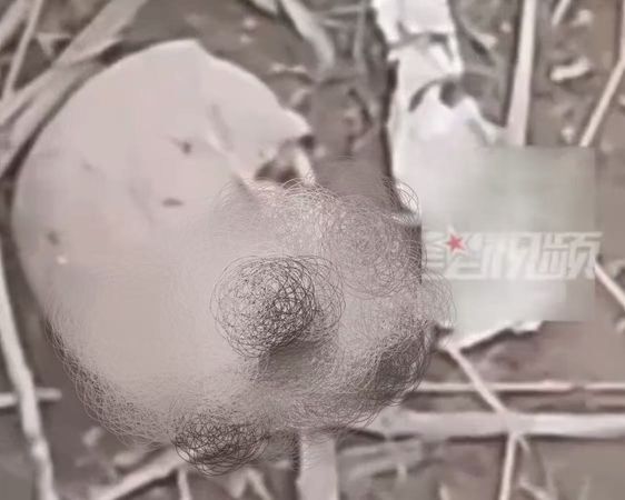 ▲▼ 晨跑發現人骨            。（圖／翻攝 星視頻）