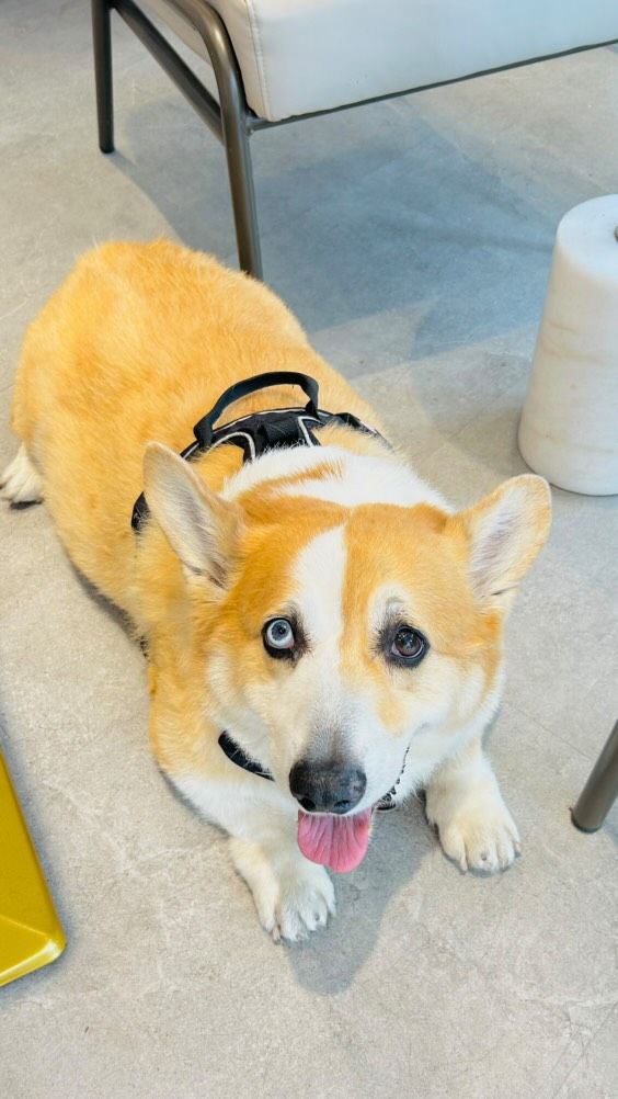 ▲天雨路滑！27公斤柯基疑「扭到腳」　平板推車運送爸調侃：運豬車。（圖／網友@wang209209提供，請勿隨意翻拍，以免侵權。）