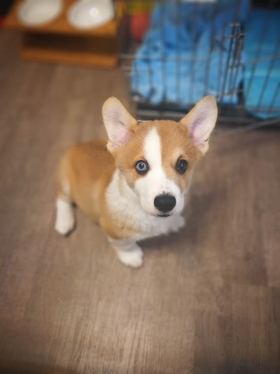 ▲天雨路滑！27公斤柯基疑「扭到腳」　平板推車運送爸調侃：運豬車。（圖／網友@wang209209提供，請勿隨意翻拍，以免侵權。）