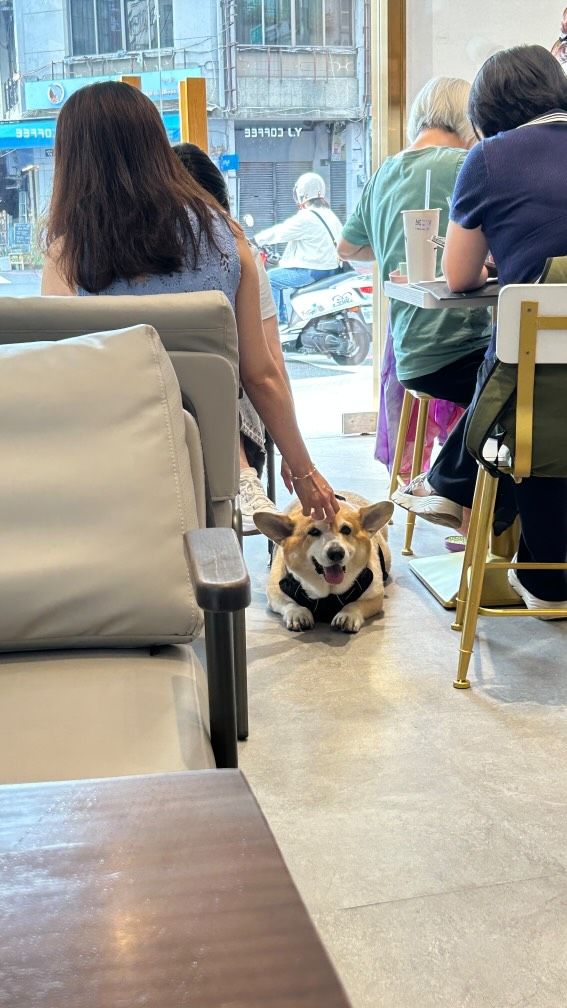 ▲天雨路滑！27公斤柯基疑「扭到腳」　平板推車運送爸調侃：運豬車。（圖／網友@wang209209提供，請勿隨意翻拍，以免侵權。）