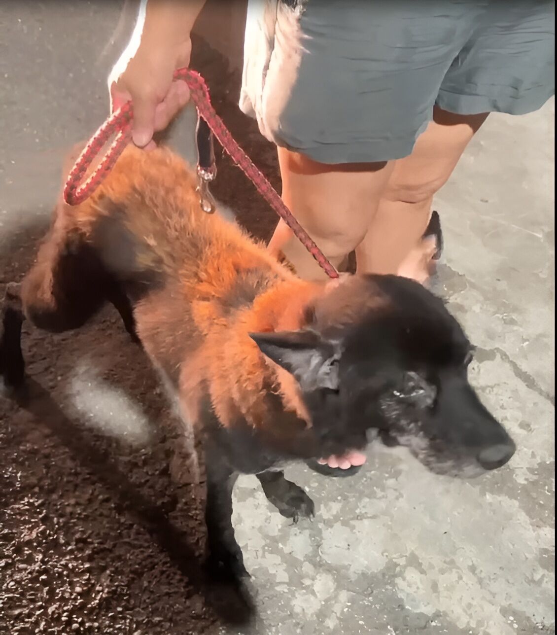 ▲獨老驟逝忠犬守墓主 新北動保攜手民間暖心安置。（圖／新北市動保處提供）