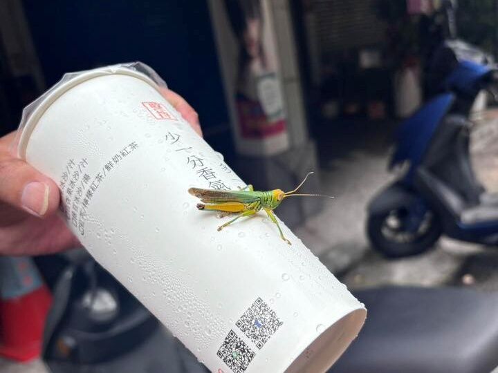 ▲▼新北蝗蟲潮，引起民眾熱議。（圖／翻攝自Facebook／路上觀察學院）