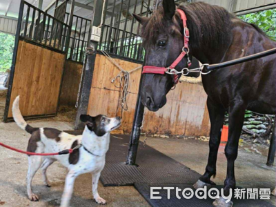老犬離世獨留愛馬情緒低落　他領養乳牛犬「立刻變麻吉」像老朋友