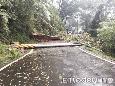 快訊/連日大雨大雪山直徑百公分樹幹倒塌 扯斷電桿交通受阻