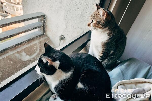 貓咪半夜要求把打雷關掉。（圖／Threads@watering76提供）