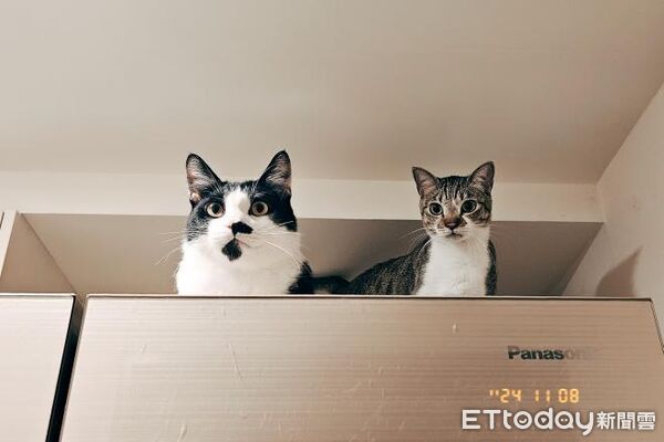 貓咪半夜要求把打雷關掉。（圖／Threads@watering76提供）