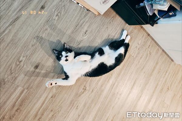 貓咪半夜要求把打雷關掉。（圖／Threads@watering76提供）