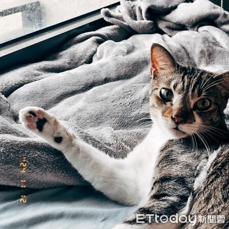 貓咪半夜要求把打雷關掉。（圖／Threads@watering76提供）