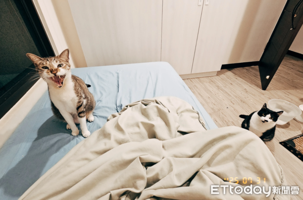 貓咪半夜要求把打雷關掉。（圖／Threads@watering76提供）