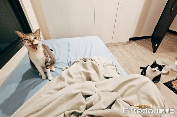 貓咪半夜要求把打雷關掉。（圖／Threads@watering76提供）