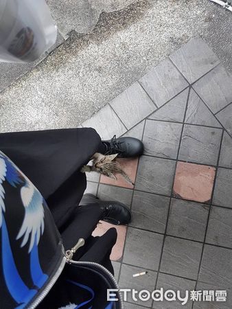 貓咪半夜要求把打雷關掉。（圖／Threads@watering76提供）