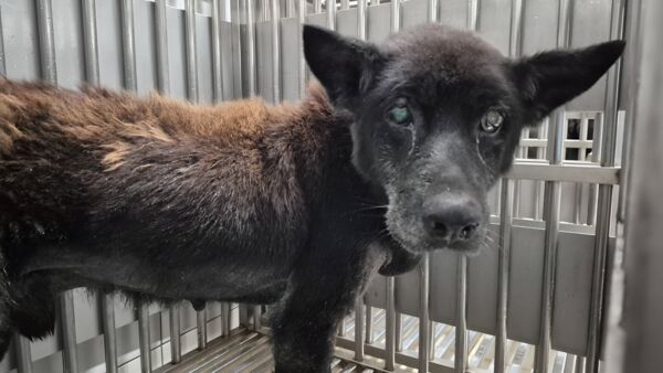 ▲獨老驟逝忠犬守墓主 新北動保攜手民間暖心安置。（圖／新北市動保處提供）