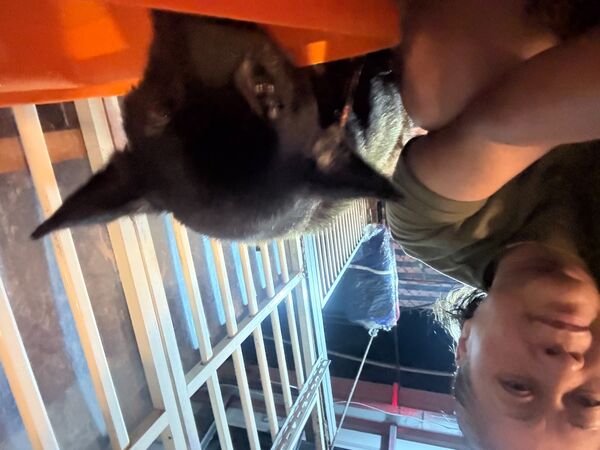 ▲獨老驟逝忠犬守墓主 新北動保攜手民間暖心安置。（圖／新北市動保處提供）