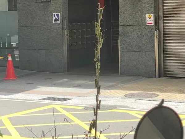 ▲▼新北蝗蟲潮，引起民眾熱議。（圖／翻攝自Facebook／路上觀察學院）