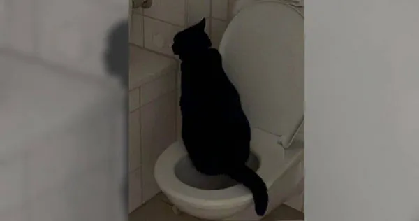 網友發現家中馬桶經常未沖水，原以為是伴侶忘記，最終意外發現真正兇手竟是家中貓咪。圖為貼文留言中網友熱議畫面。（圖／翻攝自微博）