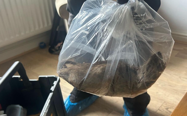 體型和貓一樣大　住宅發現「56公分巨鼠」英議員警告：不是個案。（圖／翻攝自Facebook／David Taylor and Stephen Martin - Eston Ward Councillors）