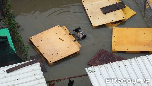▲台灣動物緊急救援小組以空拍機拍下狗園淹水實況，狗狗在水中掙扎求生畫面令人心碎。（記者林東良翻攝，下同）