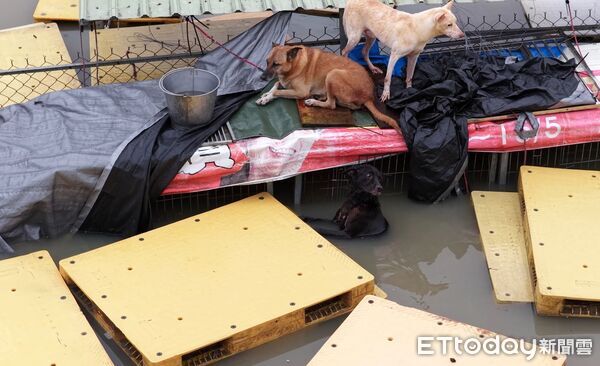 ▲台灣動物緊急救援小組以空拍機拍下狗園淹水實況，狗狗在水中掙扎求生畫面令人心碎。（記者林東良翻攝，下同）
