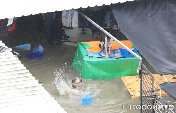 ▲台灣動物緊急救援小組以空拍機拍下狗園淹水實況，狗狗在水中掙扎求生畫面令人心碎。（記者林東良翻攝，下同）