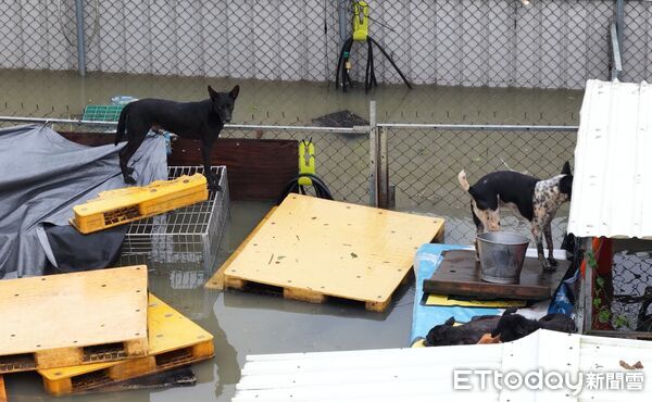 ▲台灣動物緊急救援小組以空拍機拍下狗園淹水實況，狗狗在水中掙扎求生畫面令人心碎。（記者林東良翻攝，下同）