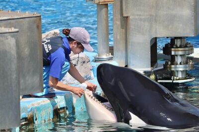 日本唯一雄性虎鯨病逝　名古屋水族館不捨告別寶貝明星