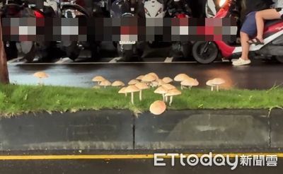 雨後路邊「奇異白菇菇」能吃嗎？　毒物醫：中毒嚴重會腎衰竭