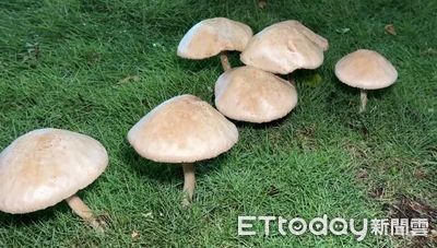 鳳山「超大型菇菇」變打卡聖地！粉專急提醒別再去