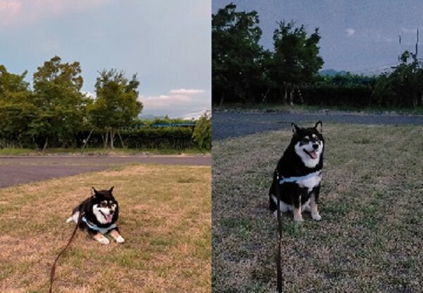 ▲。（圖／翻攝自X／@mamemamemakmaki）