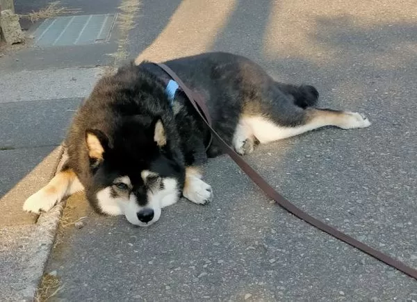 ▲。（圖／翻攝自X／@mamemamemakmaki）